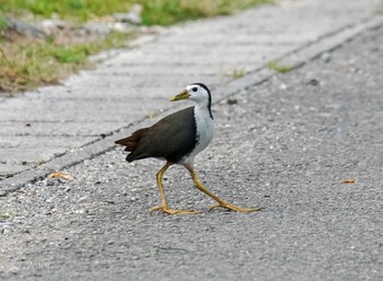 White-breasted Waterhen Unknown Spots Mon, 5/3/2021