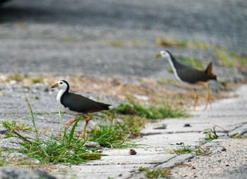 White-breasted Waterhen Unknown Spots Mon, 5/3/2021