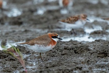 Siberian Sand Plover Daijugarami Higashiyoka Coast Sat, 5/1/2021