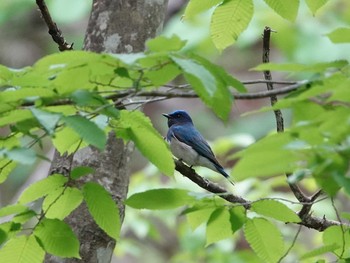 Blue-and-white Flycatcher 栃木県民の森 Tue, 5/11/2021