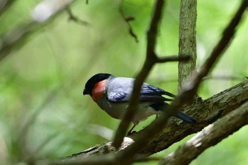 ウソ 十里木高原 2017年5月19日(金)