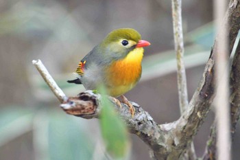 ソウシチョウ 十里木高原 2017年5月19日(金)