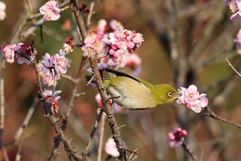 Warbling White-eye 須磨離宮公園 Sat, 2/20/2021