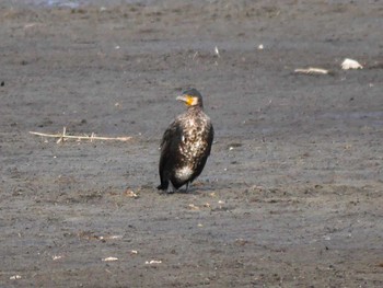 2017年1月29日(日) 宮城県仙台市・赤沼の野鳥観察記録