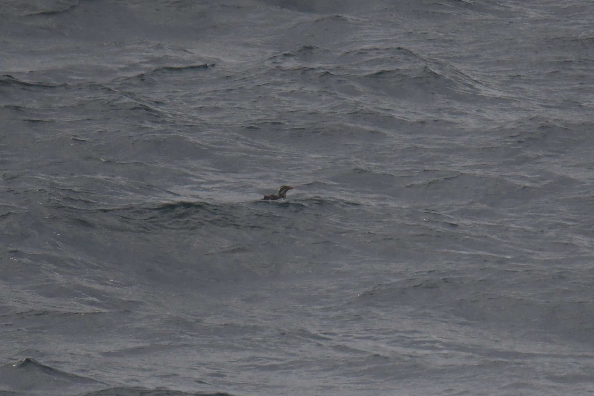 Rhinoceros Auklet