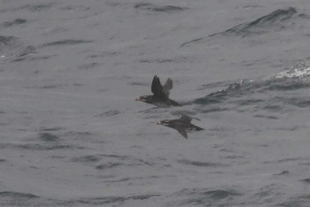 2021年3月28日(日) 大洗-苫小牧航路の野鳥観察記録