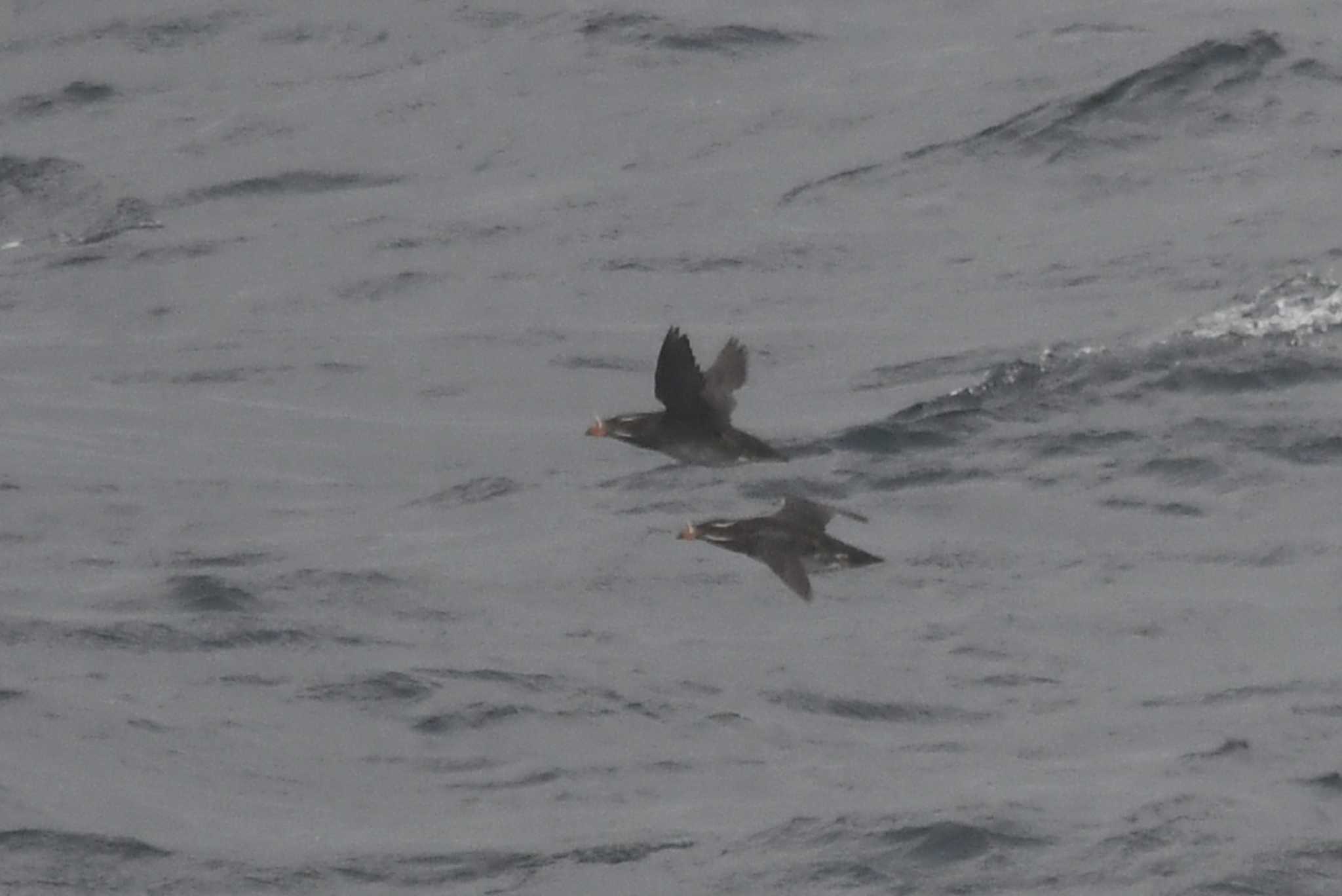 Photo of Rhinoceros Auklet at 大洗-苫小牧航路 by あひる