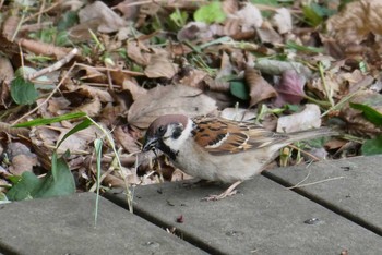 2021年5月12日(水) 東京都北区の野鳥観察記録