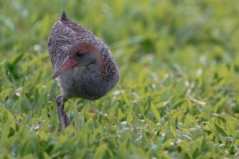 Wed, 5/12/2021 Birding report at Jurong Lake Gardens