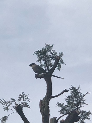 2021年5月12日(水) さいわい緑道(川崎市)の野鳥観察記録