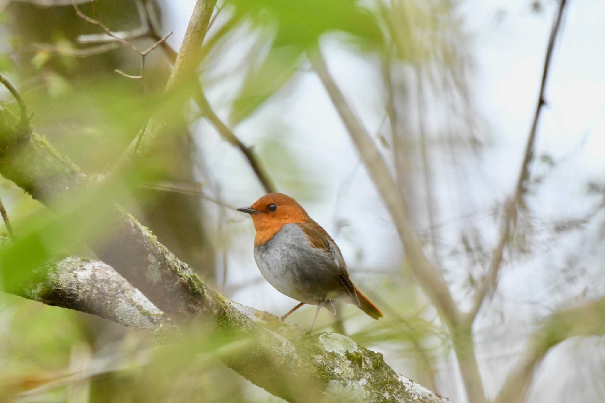 Japanese Robin