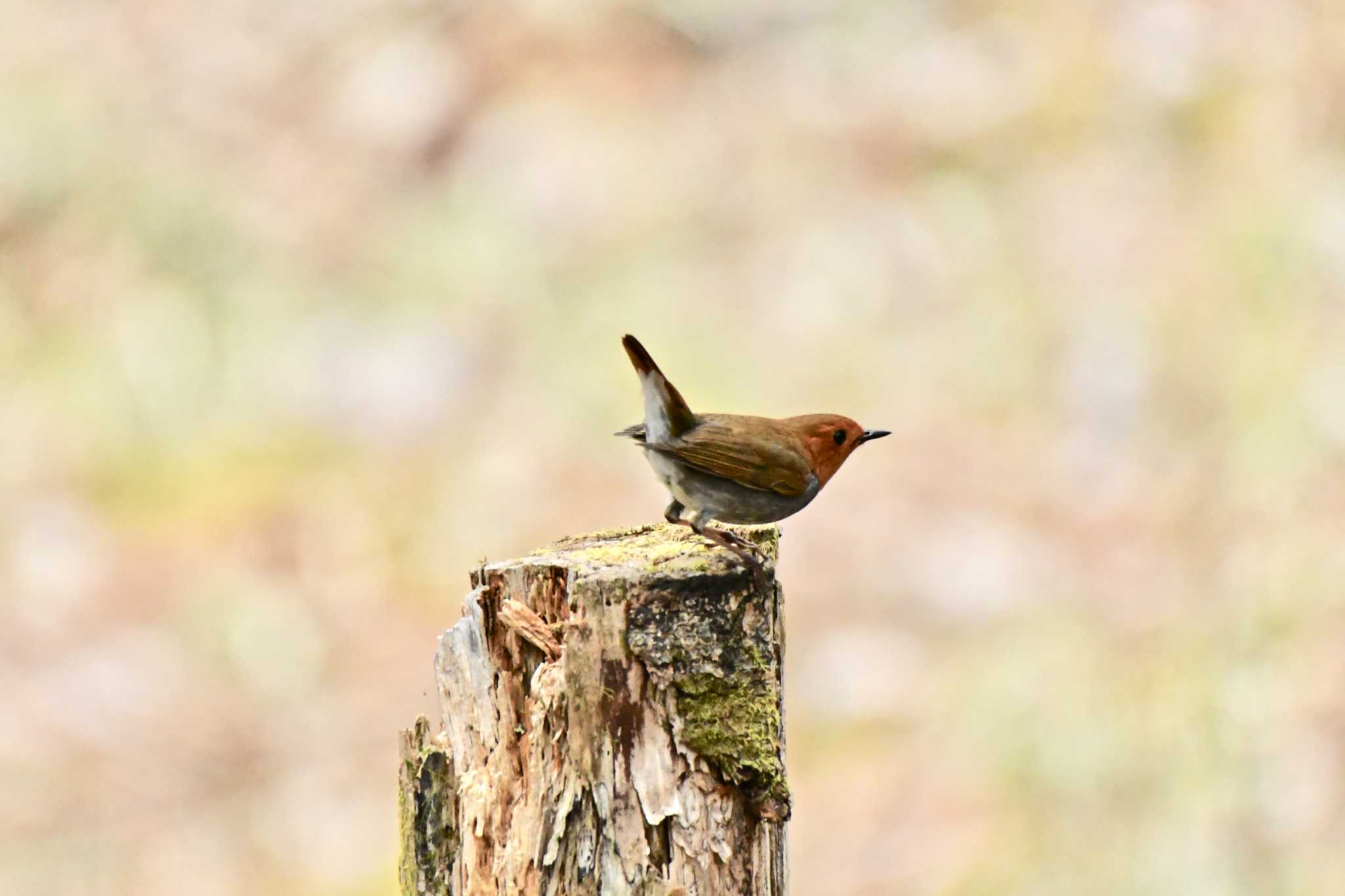 Japanese Robin