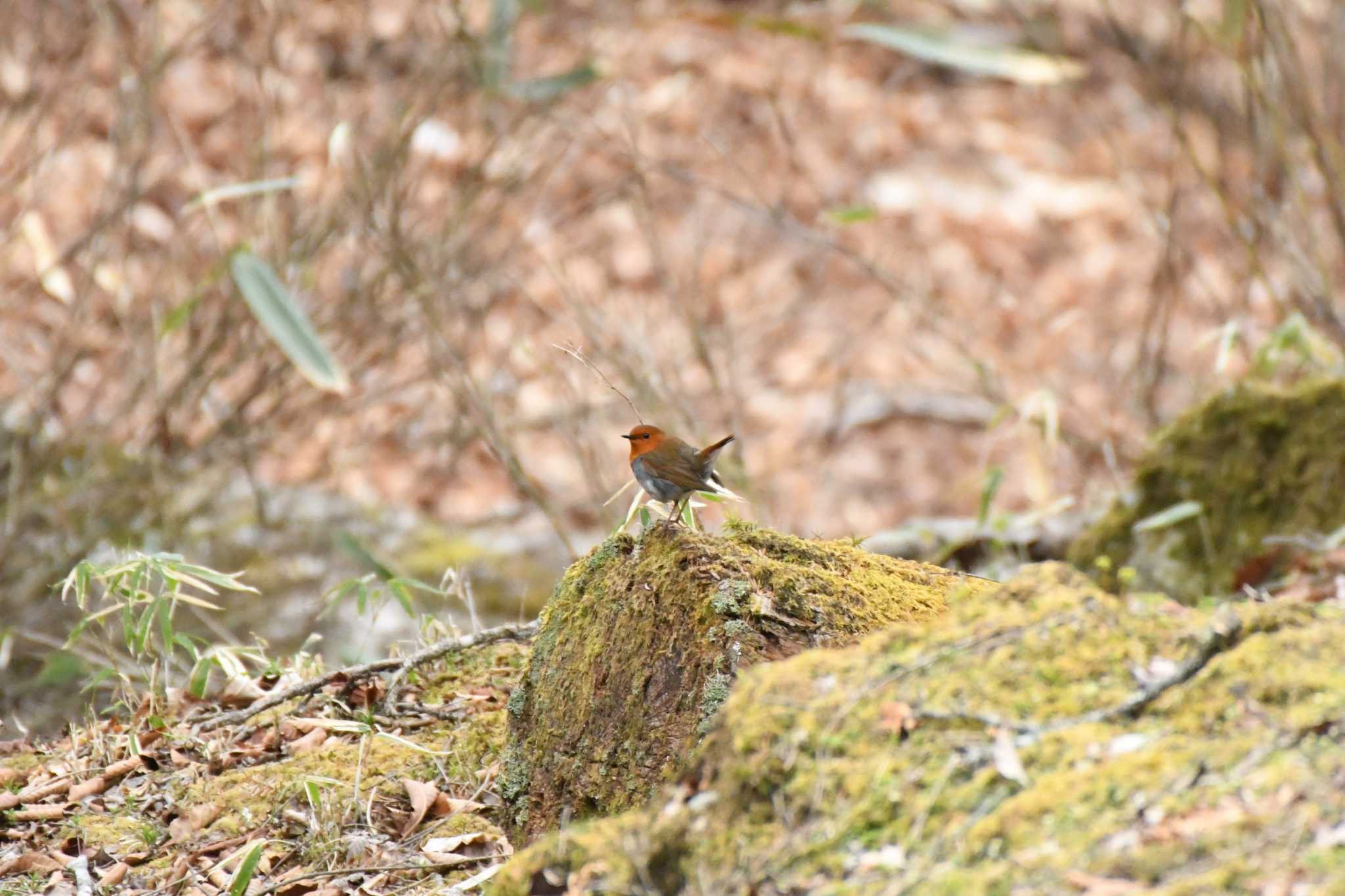 Japanese Robin