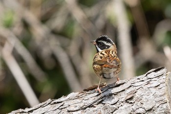 Tristram's Bunting Tobishima Island Tue, 5/4/2021