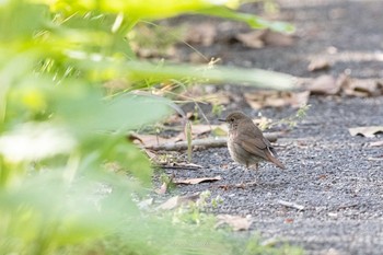 Rufous-tailed Robin Tobishima Island Tue, 5/4/2021