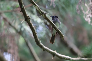 サンコウチョウ 八王子城址 2021年5月12日(水)