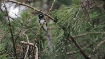 サンコウチョウ 八王子城址 2021年5月12日(水)