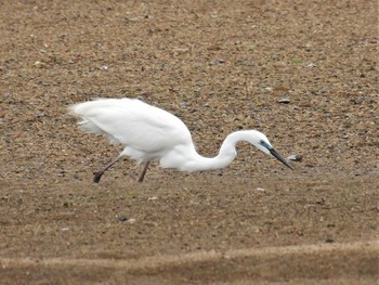 Great Egret(modesta)  Unknown Spots Wed, 5/12/2021