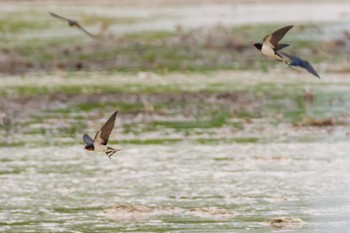 2021年5月5日(水) 秋ヶ瀬公園の野鳥観察記録