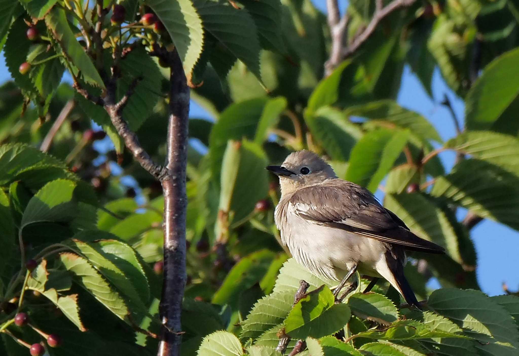 この鳥なんだっけ？コムクドリさん♀！