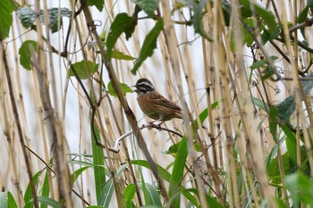 Meadow Bunting Watarase Yusuichi (Wetland) Sat, 5/8/2021