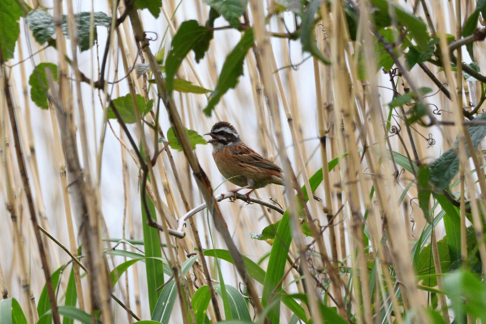 Photo of Meadow Bunting at Watarase Yusuichi (Wetland) by すずめのお宿