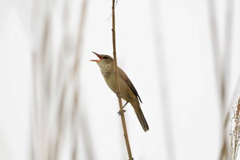 Oriental Reed Warbler Watarase Yusuichi (Wetland) Sat, 5/8/2021