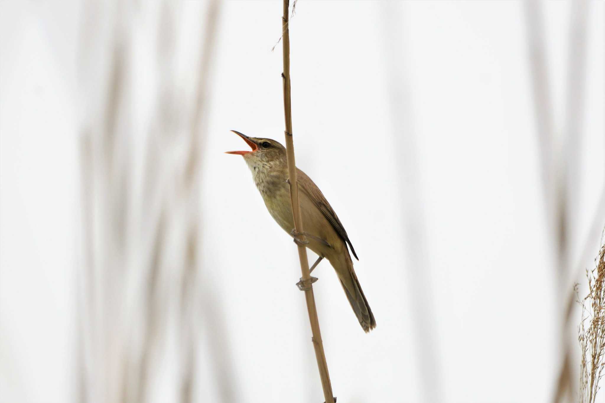 Photo of Oriental Reed Warbler at Watarase Yusuichi (Wetland) by すずめのお宿