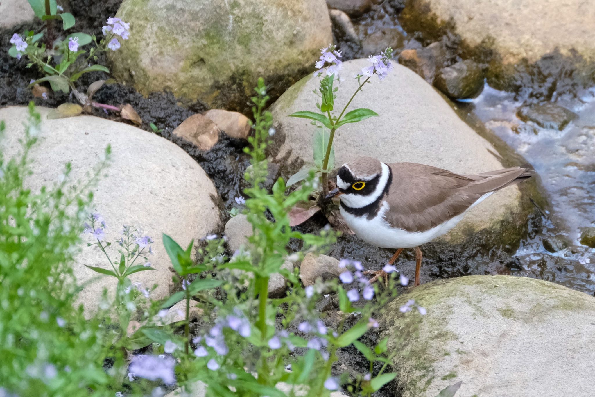 お花のそばに来てくれたコチドリさん