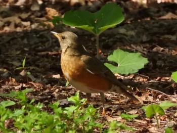 Brown-headed Thrush 青森市野木和公園 Unknown Date