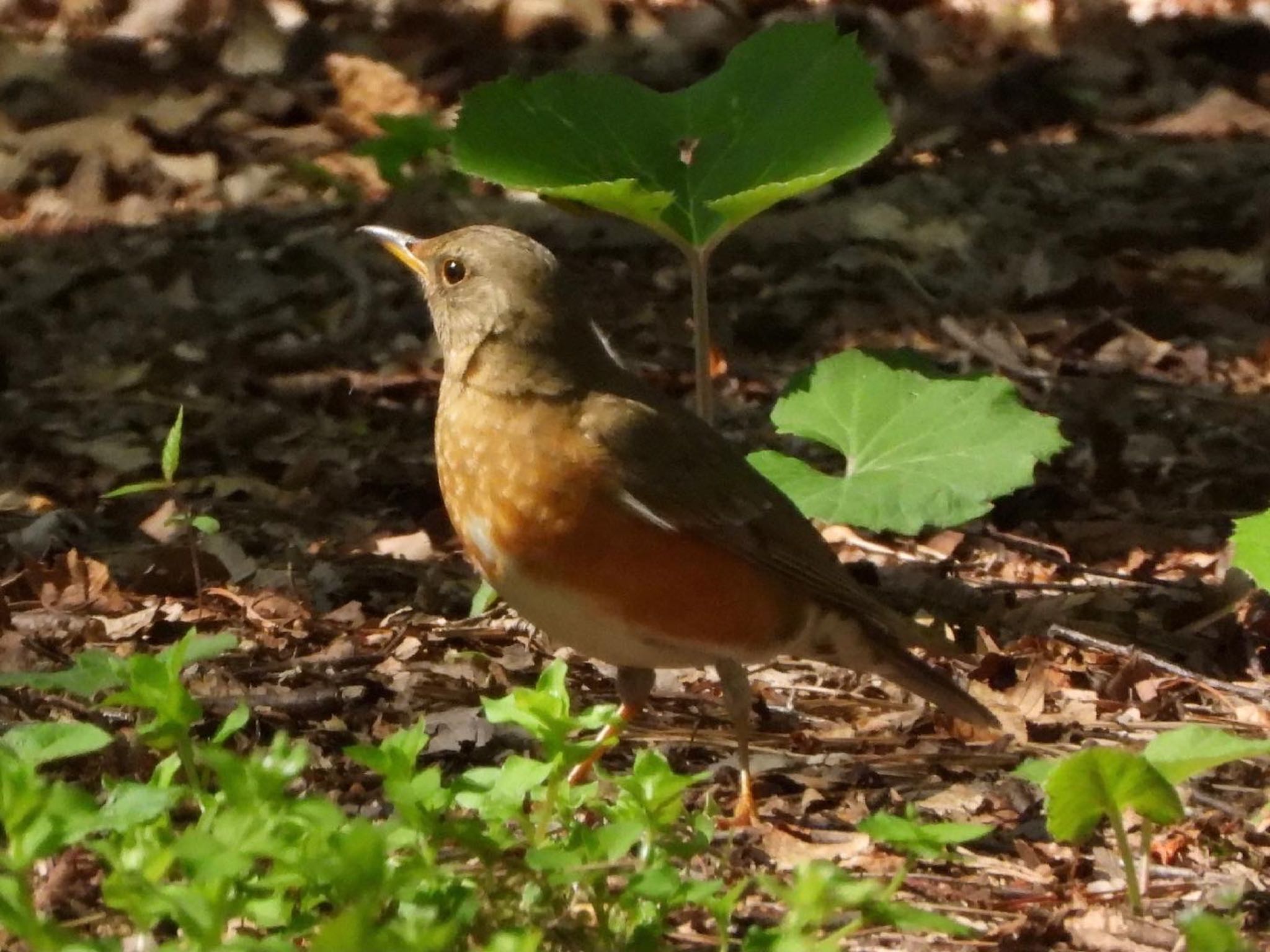 アカハラ♂