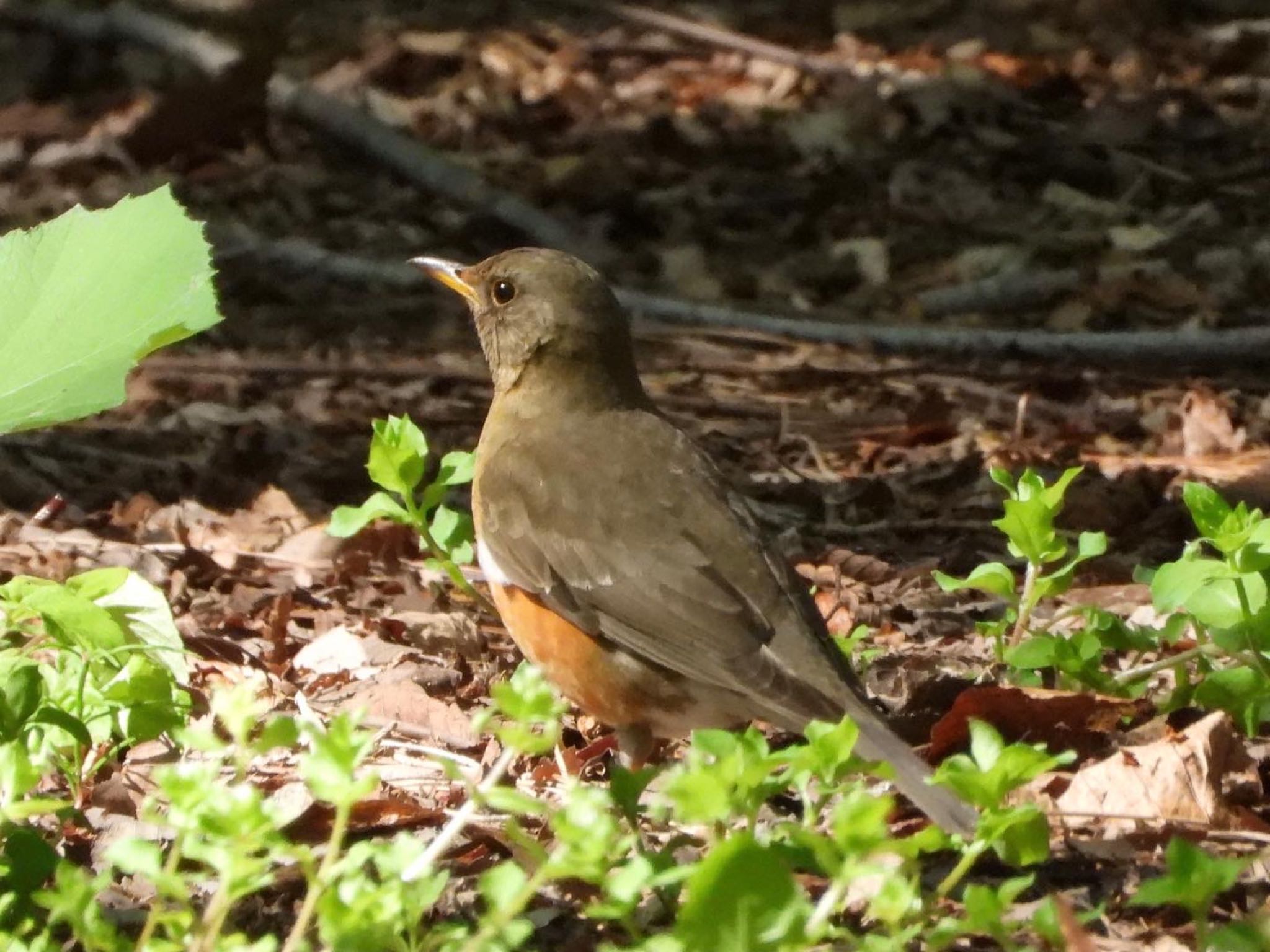 アカハラ♂