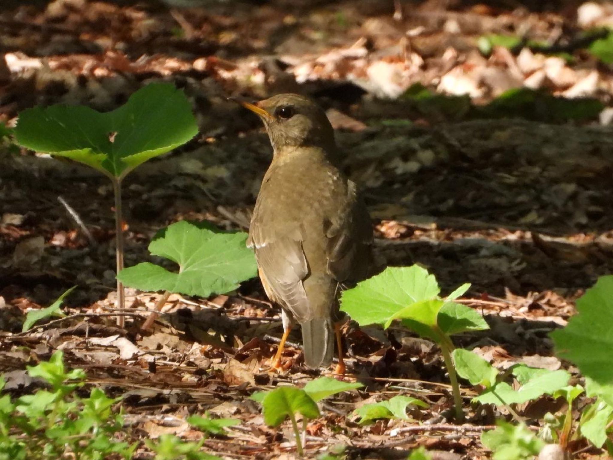 アカハラ♂