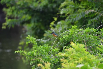 2021年5月12日(水) 長浜公園の野鳥観察記録