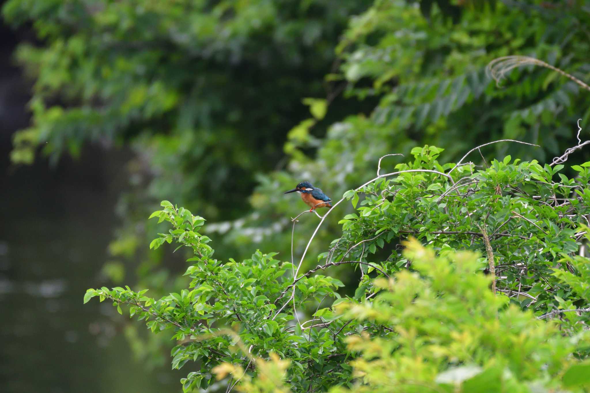 長浜公園 カワセミの写真