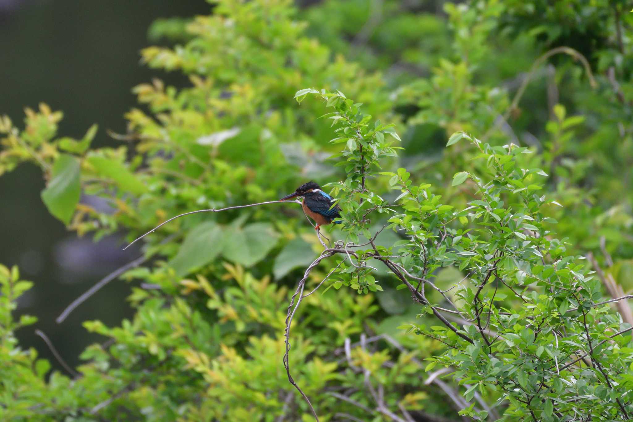 長浜公園 カワセミの写真