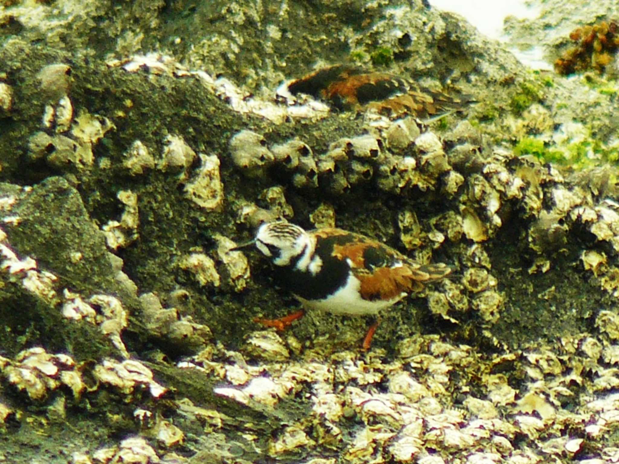 長井漁港 キョウジョシギの写真