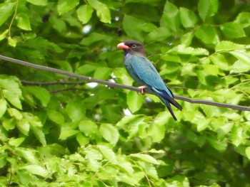 Oriental Dollarbird Unknown Spots Wed, 5/12/2021