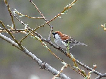 Russet Sparrow 奥日光 Sun, 5/9/2021