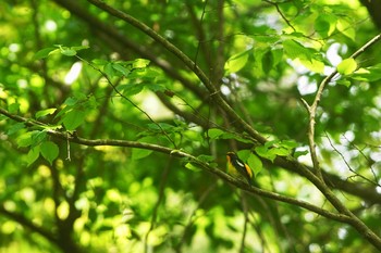 キビタキ 陣馬山 2021年5月1日(土)