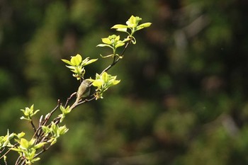 センダイムシクイ 陣馬山 2021年5月1日(土)