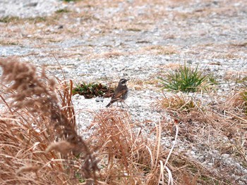 ツグミ 宮城県仙台市・梅田川 2017年2月4日(土)