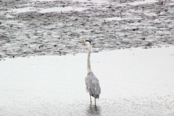 2021年5月12日(水) 東海市名和町一ノ下　35°03'24.6" 136°54'15.7"の野鳥観察記録