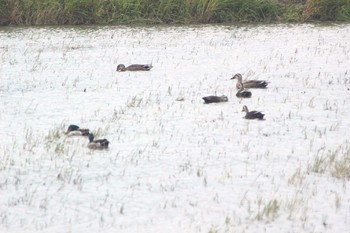 2021年5月12日(水) 愛知県知多市社山１丁目 34°59'46.7" 136°53'22.6"の野鳥観察記録