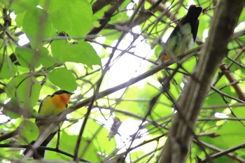 Narcissus Flycatcher Hayatogawa Forest Road Thu, 5/6/2021