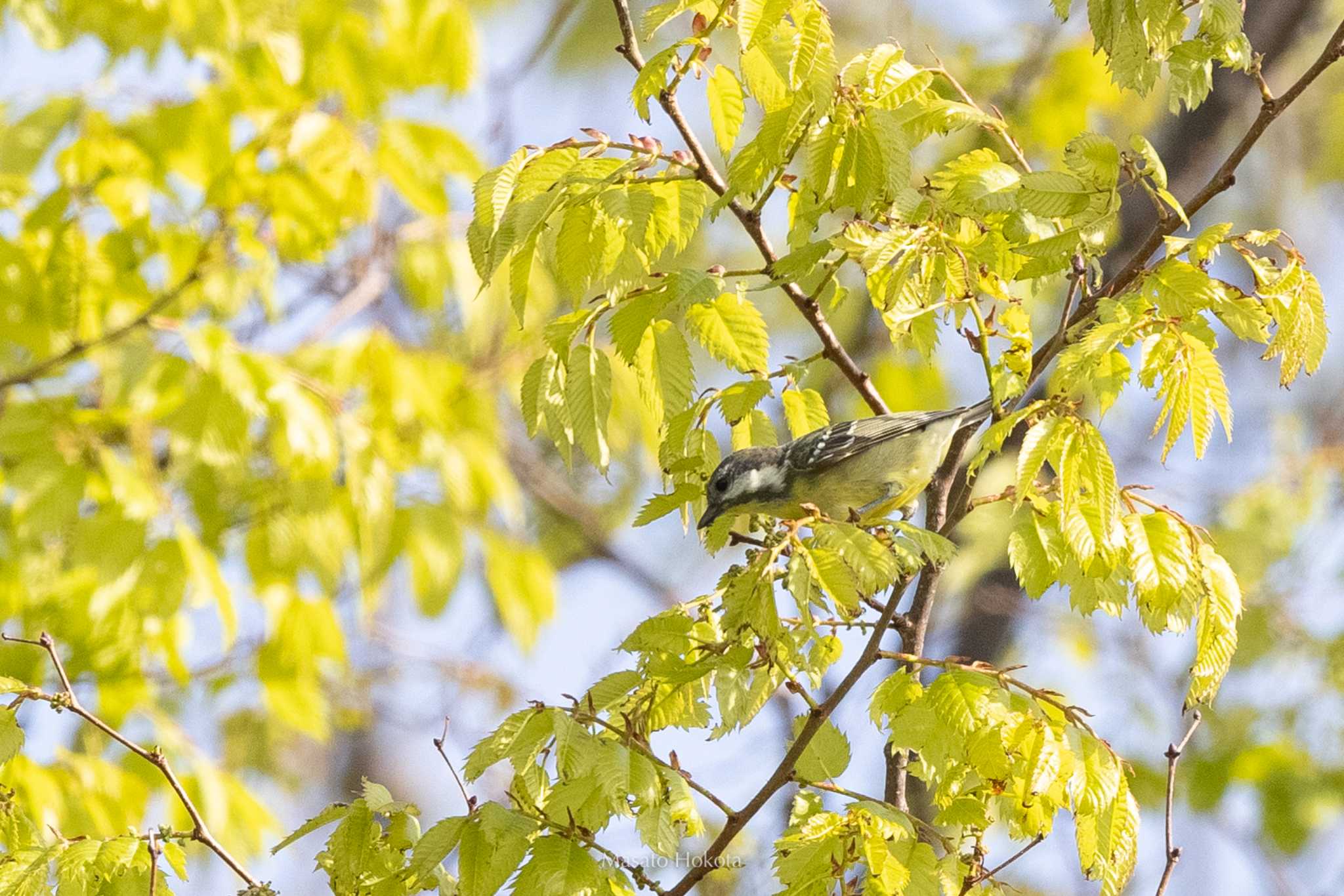 Photo of Yellow-bellied Tit at Tobishima Island by Trio