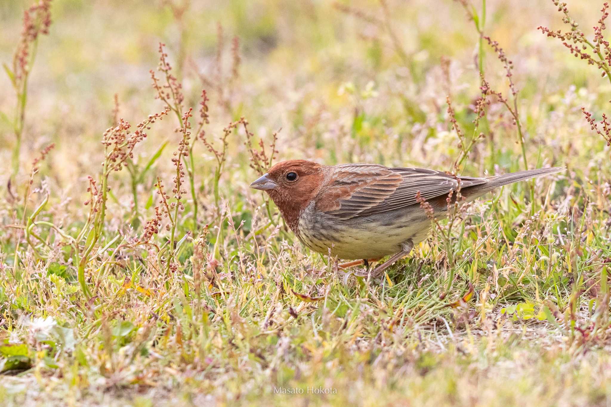 Chestnut Bunting