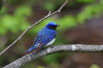 Blue-and-white Flycatcher 福井緑地(札幌市西区) Thu, 5/13/2021