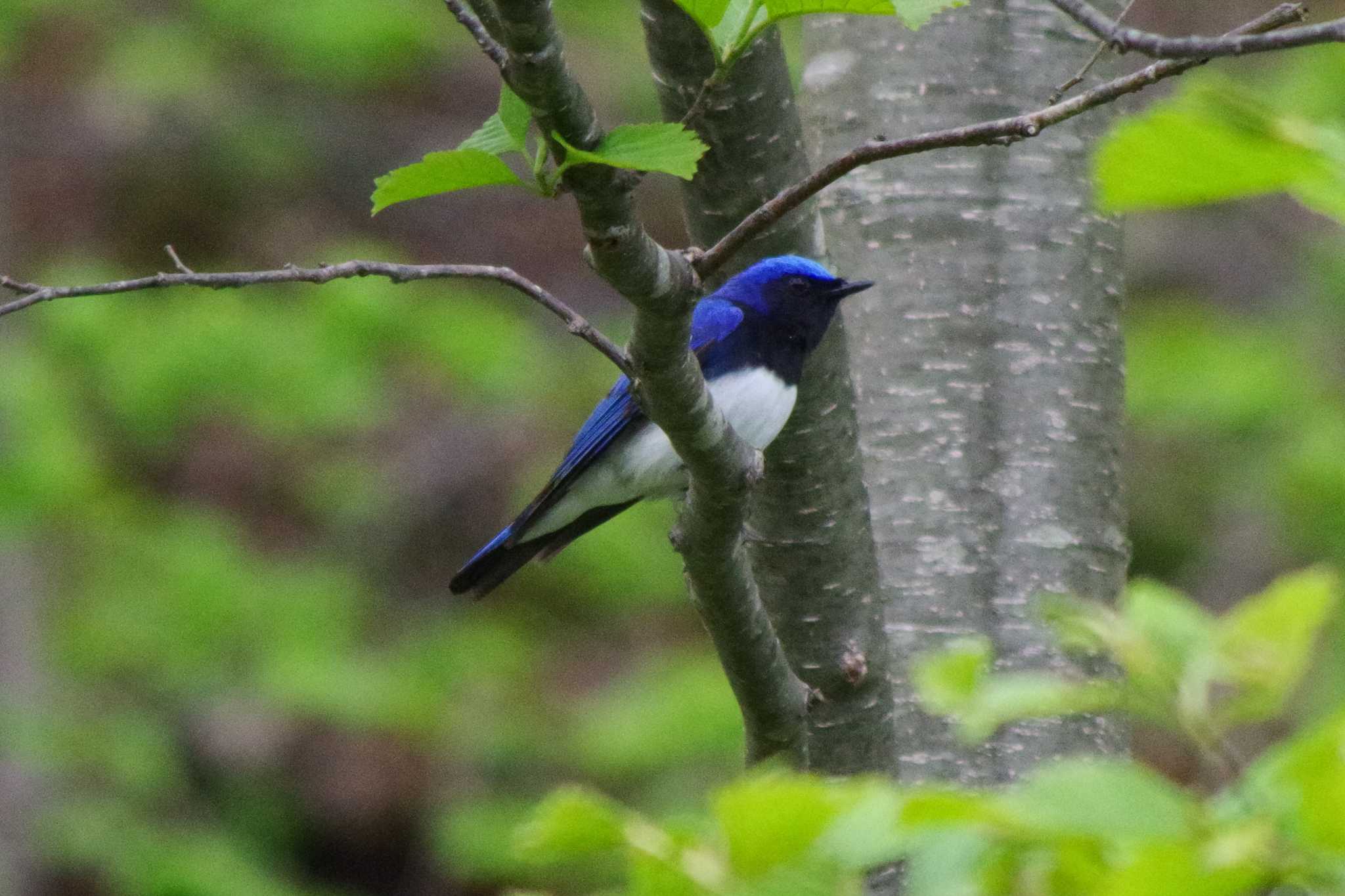 Blue-and-white Flycatcher