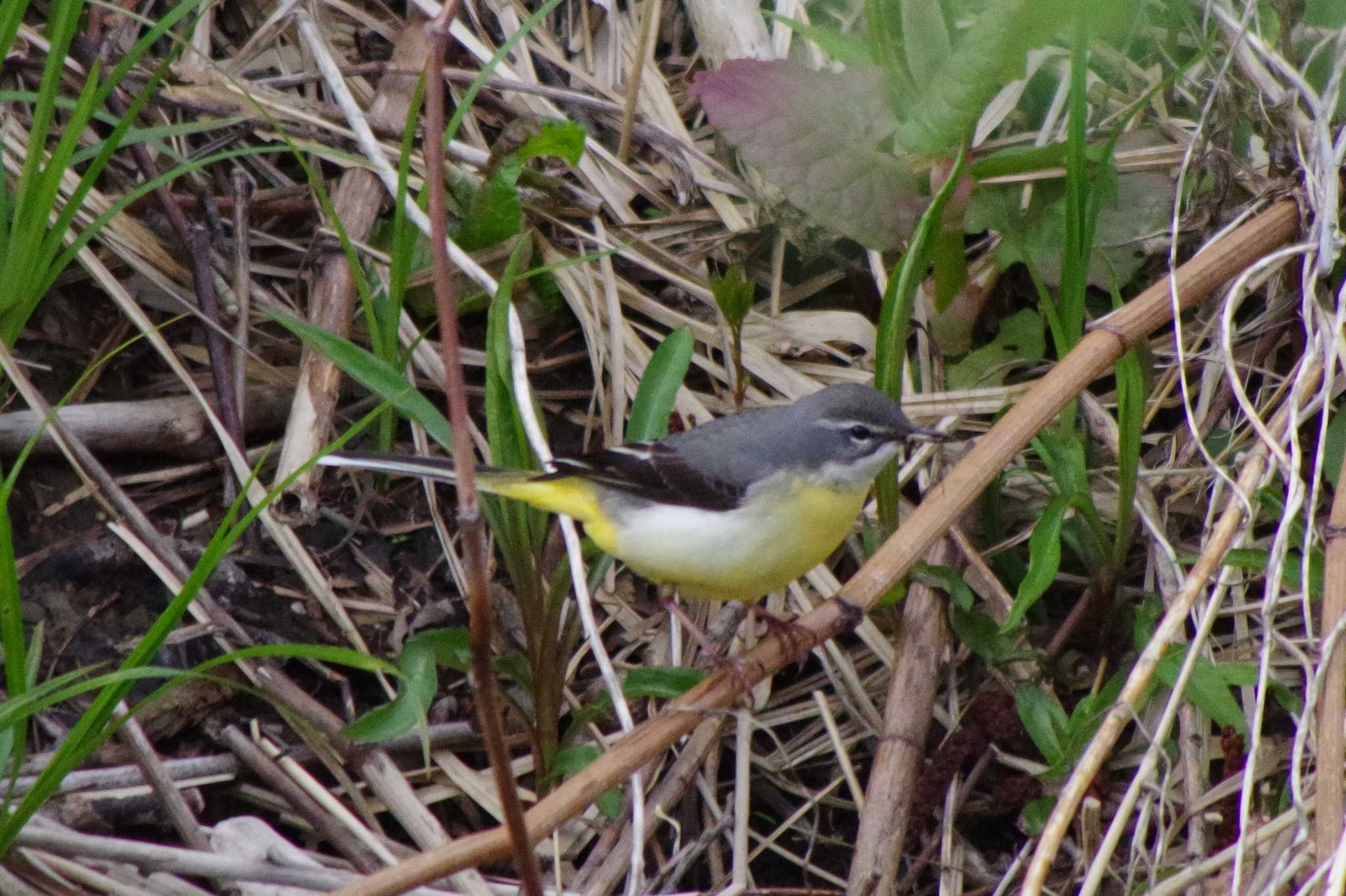 Grey Wagtail